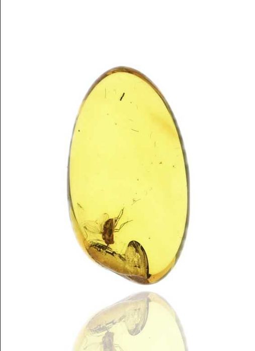 Fossil: Ambar do Eoceno com inseto