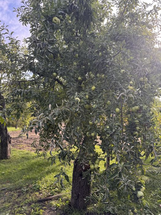 Продам будинок у смт Пантаївка, 19 соток