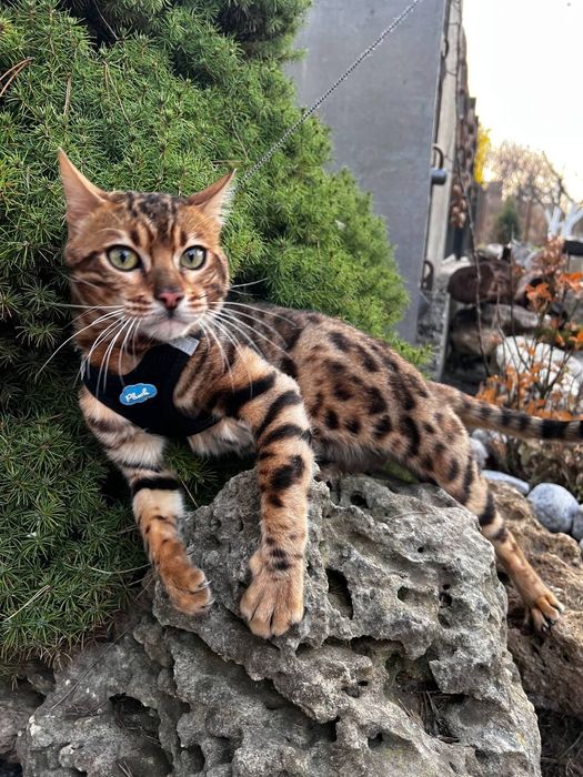 Бенгальський кіт