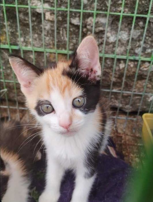 Gatinhos adoção responsavel gato gata