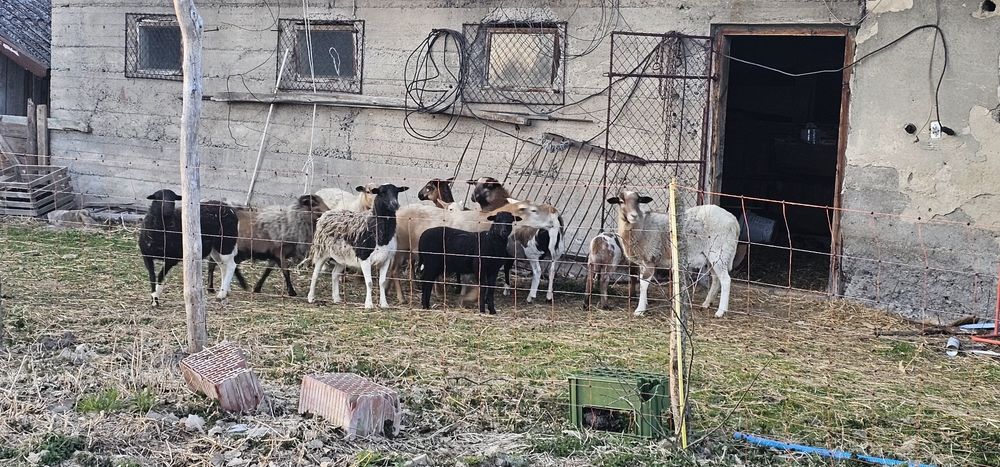 Sprzedam barany owce