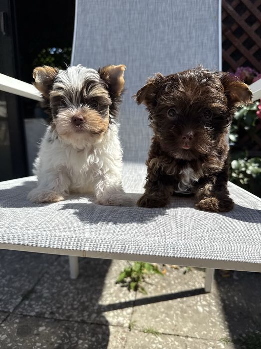 York terrier szczeniak z rodowodem