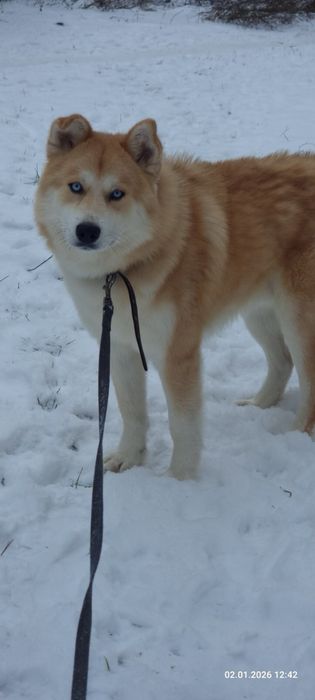 Терміново‼️Пошук родини для Патріка‼️