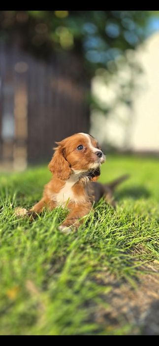 Cavapoo suczka mini Xss