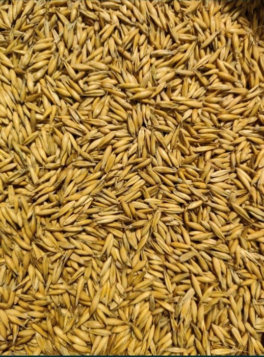 Owies piekny pierwszy