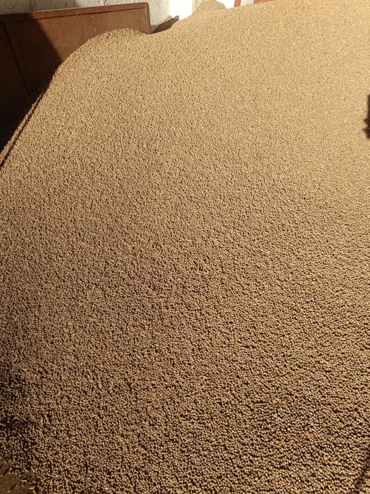 Sprzedam łubin niebieski słodki i seradele