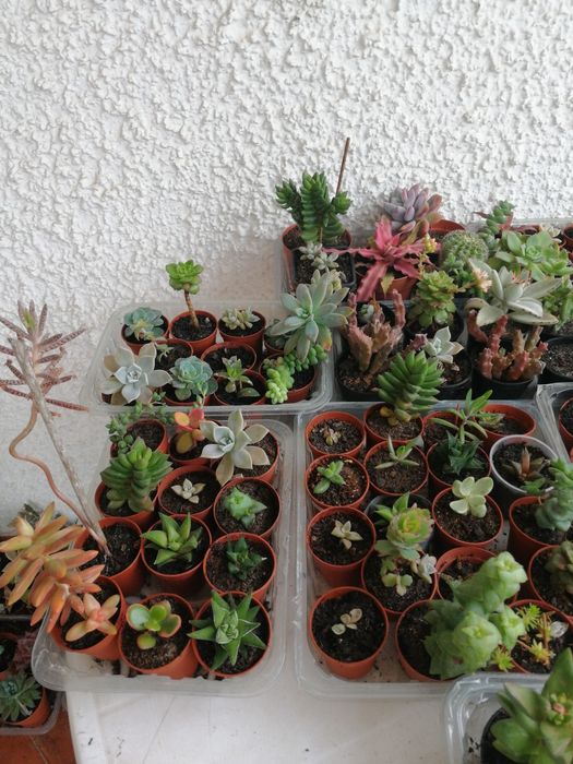 Suculentas e catos, vários preços.