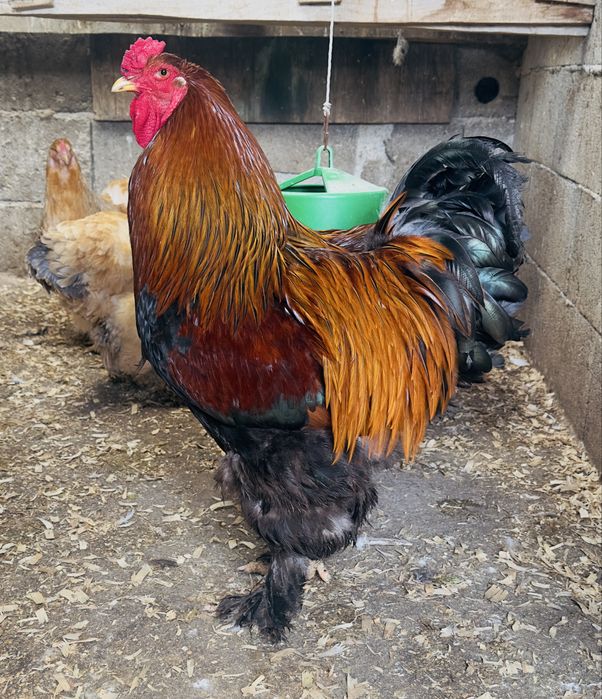 Macho brahma  perdiz dourado