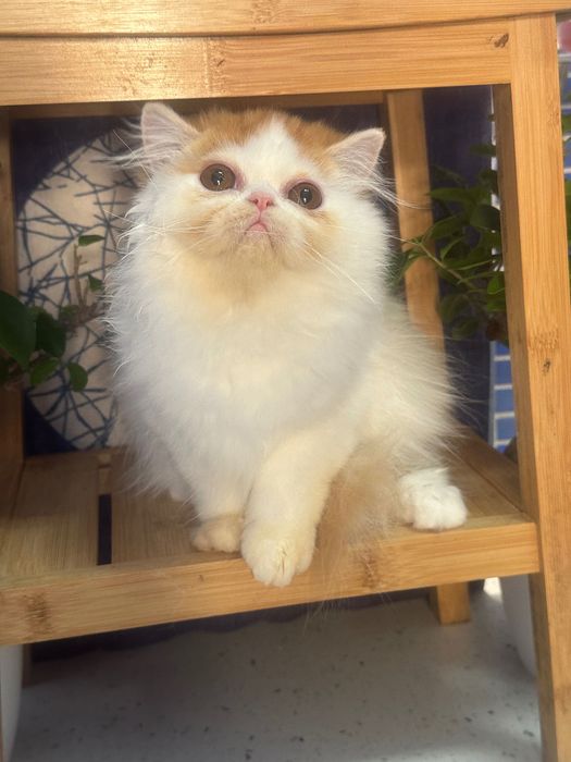 Gatinho Persa Van Vermelho