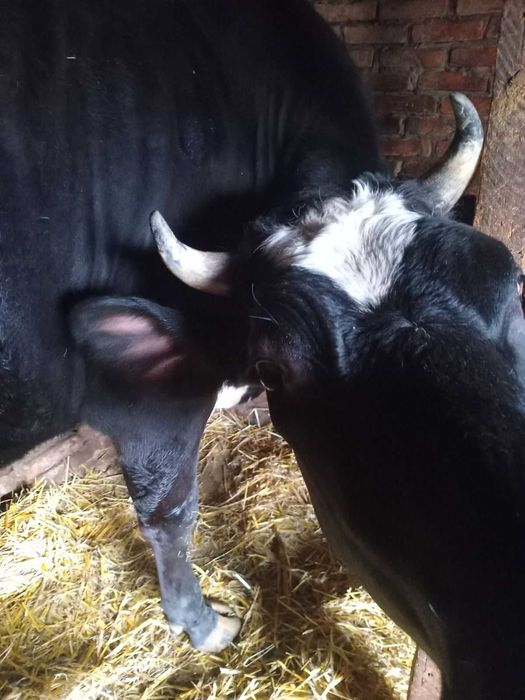 Продам дві гарних телиці