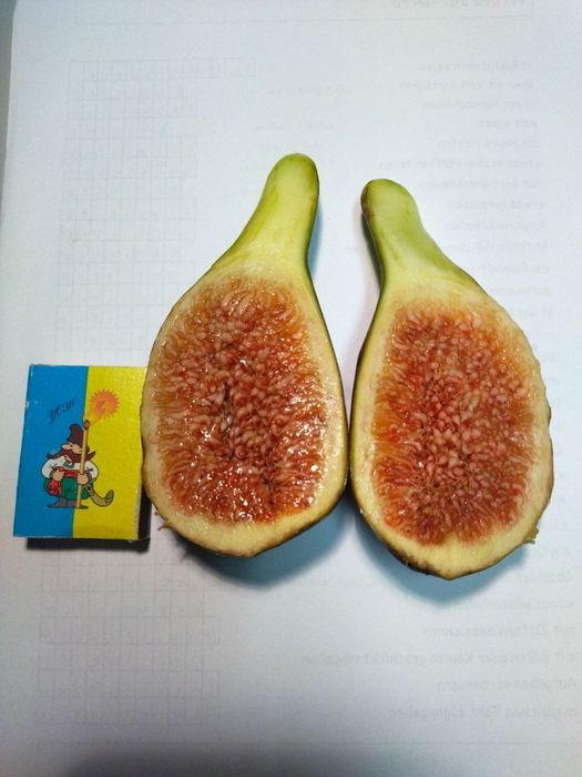 Инжир комнатный 7 сортов, черенки и саженцы