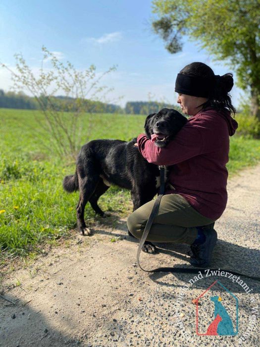 PIĘKNY, WESOŁY, mądry, duży psiak - kocha ludzi, zna komendy - adoptuj