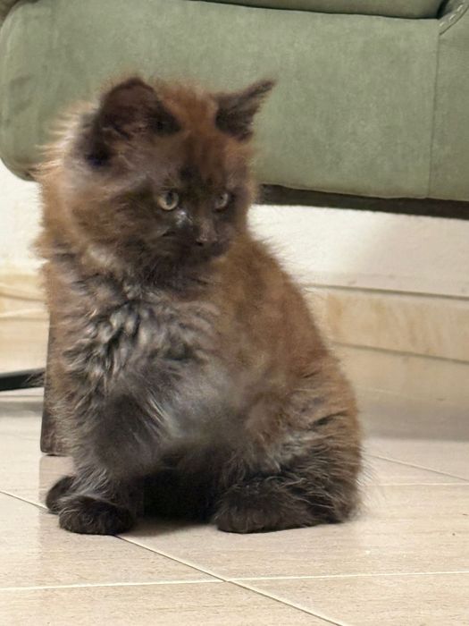 Maine coon de exelente linhagem Macho