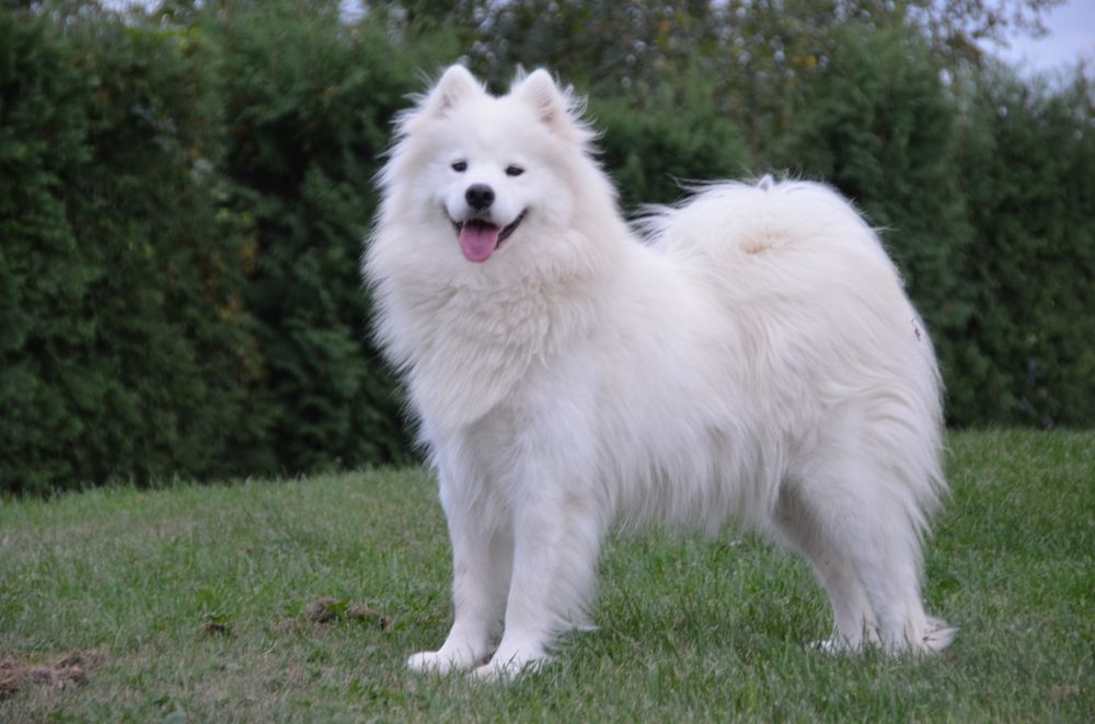 Samoyed ZKwP FCI piesek  suczki