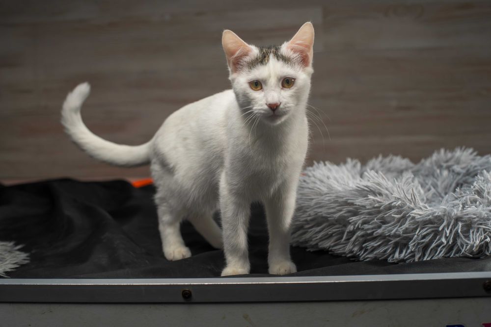 Супер кошенятки в пошуках домівки