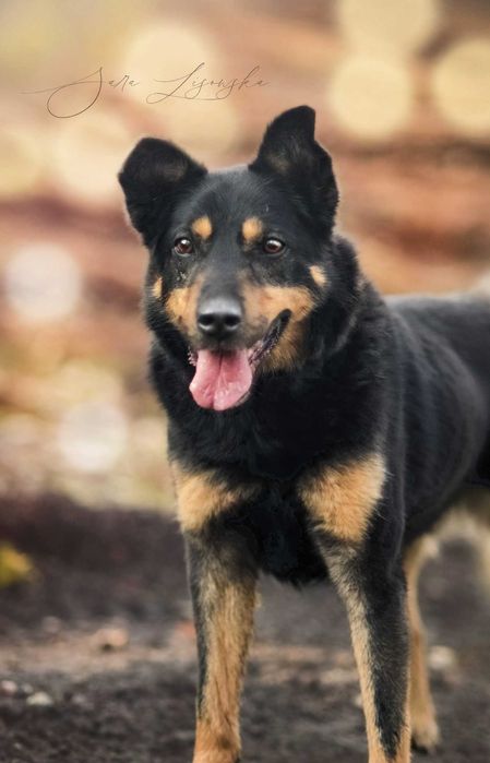 Maczo- prawie 8 lat w schronisku