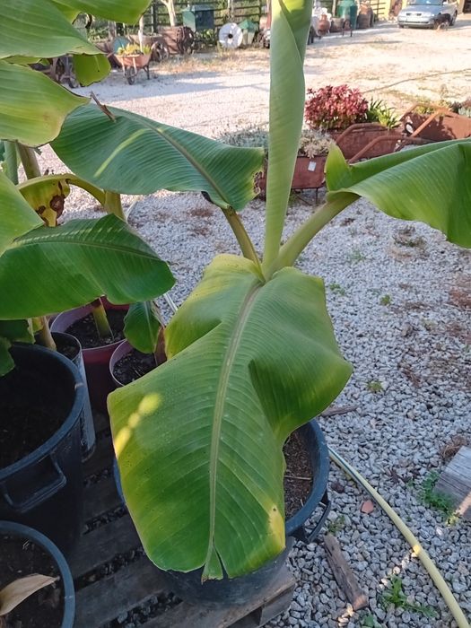 Bananeiras muito doces