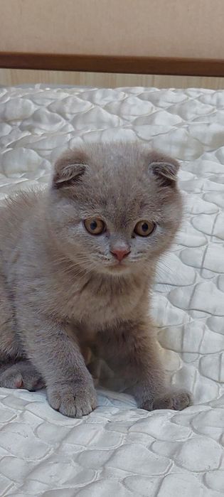 Шотландські кошенята з паспортом та щепленням