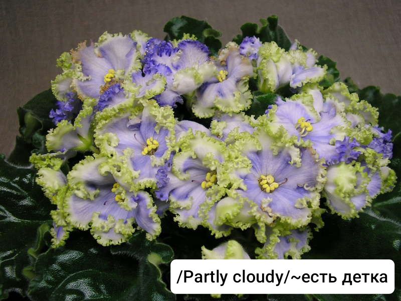 Фиалки сортовые детки