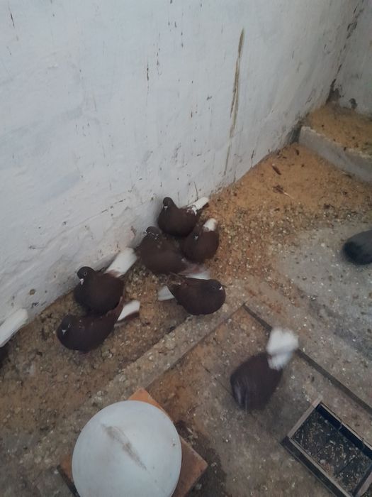 Gołębie szaryki lubelskie