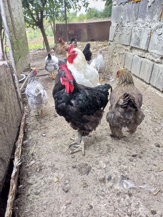 Півні та кури.  ..