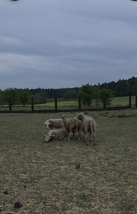 Jagnięta sprzedam