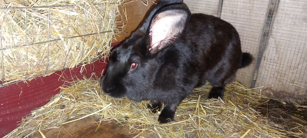 Kroliki samce i samice