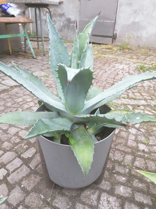 Agawa donica 5 L duża