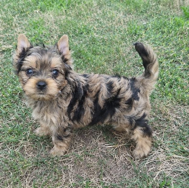 Blue Merle Yorkshire Terrier przepiękny piesek (nie biewer)