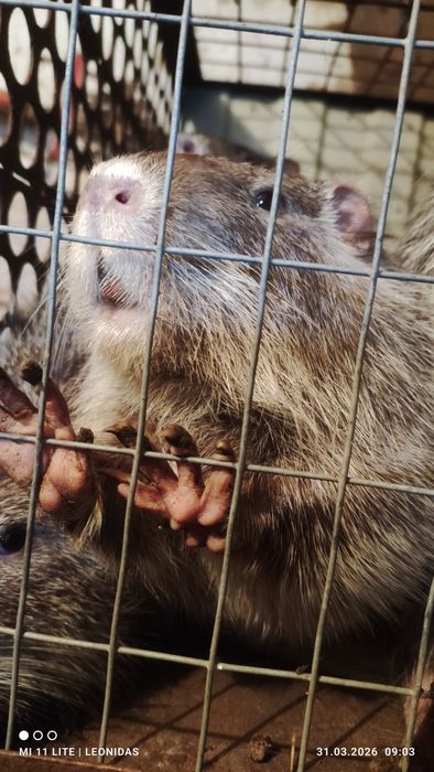 Круті, ручні тварини!