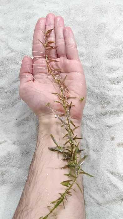 Rotala Rotundifolia