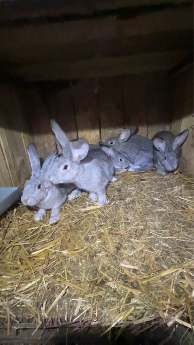 Młode króliki mieszańce