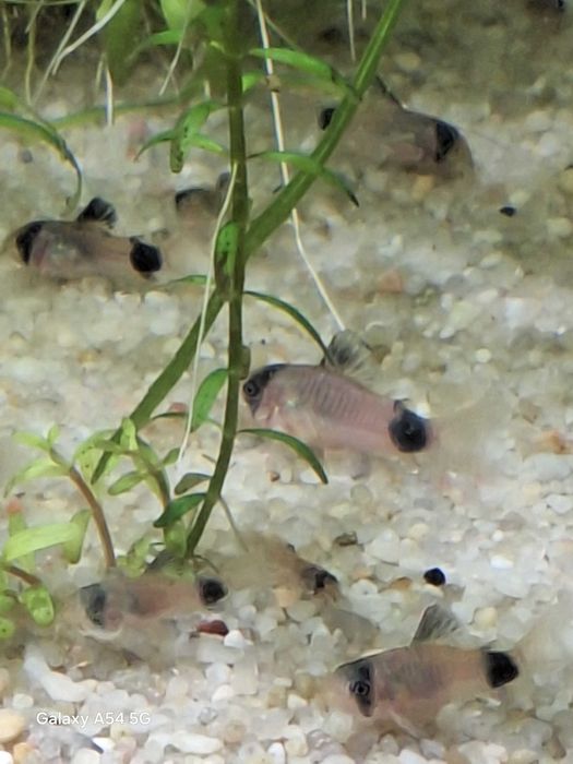 Kiryski Panda młode osobniki