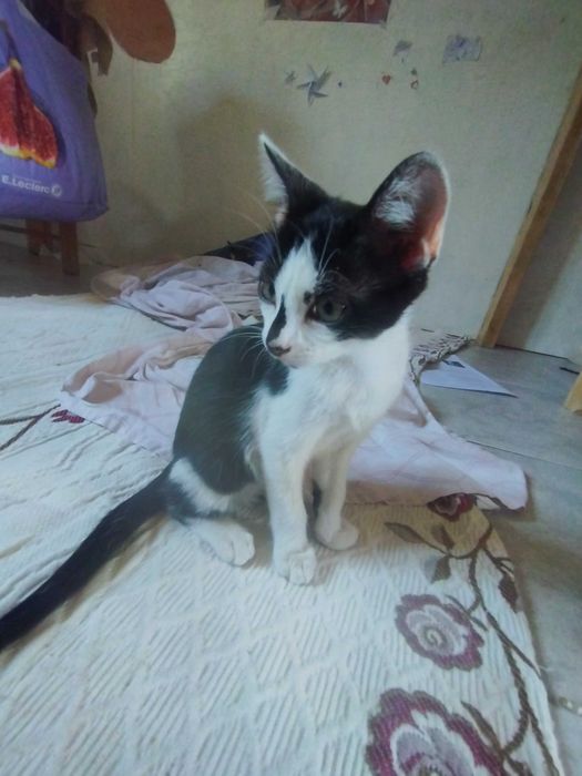 gatinha 3 meses fêmea