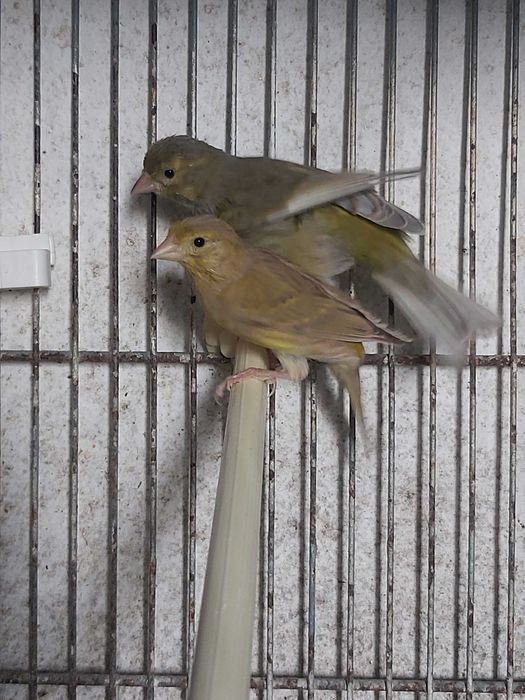 Canarios raça Espanhola