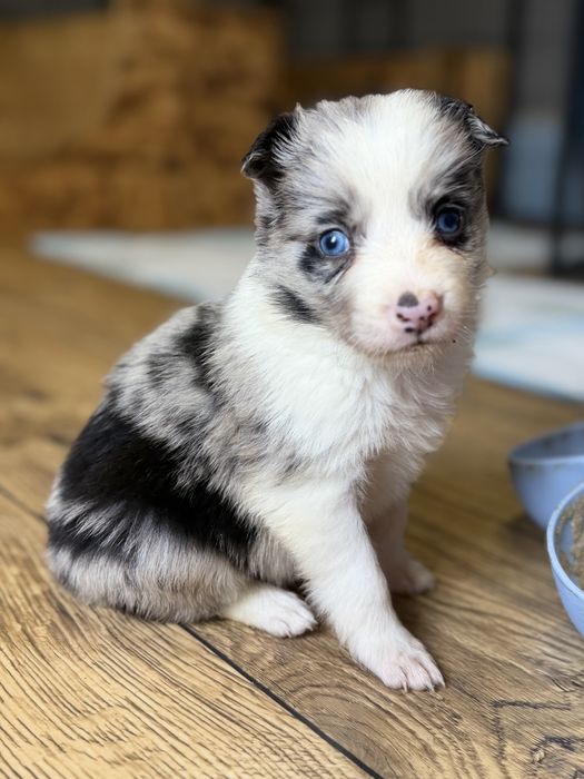 Piesek Border Collie