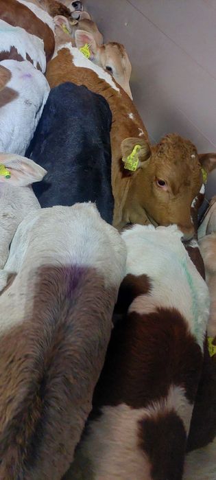 Miesne cieleta byczki Ujazd