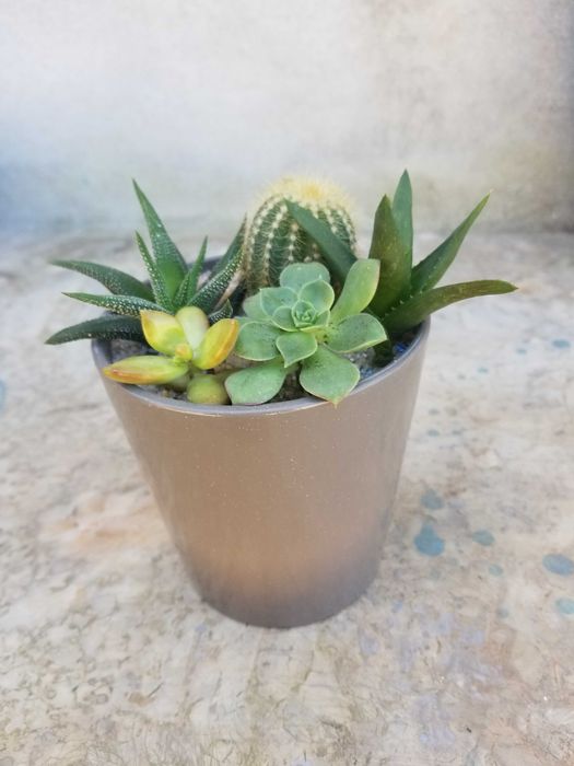 Arranjo de Suculentas