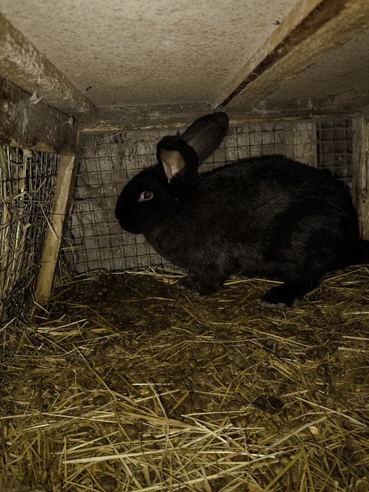 Маю на продаж молодого кролика
