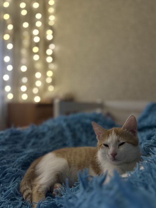 Стерилизованная кошка 1 год