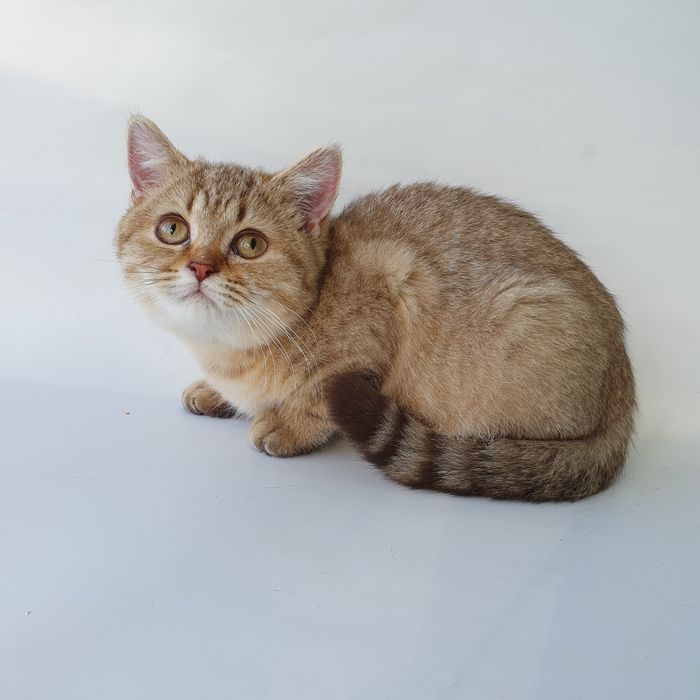 Киев Золотая шиншилла, породистые котята котенок котик, с документами