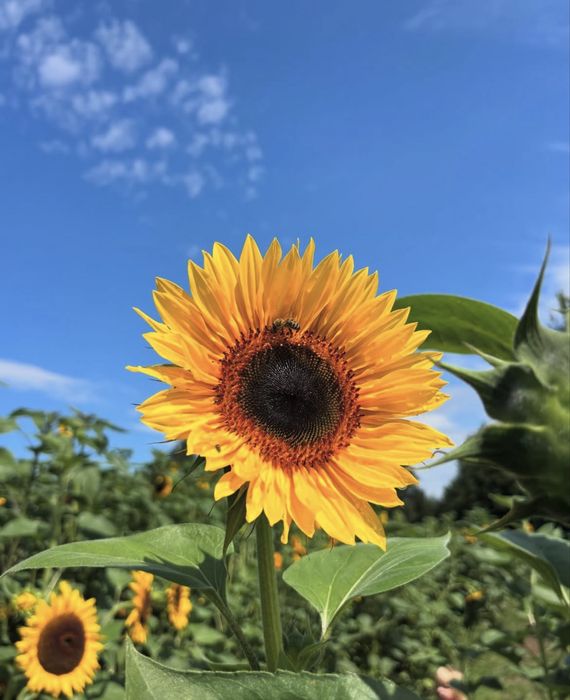 Słonecznik ozdobny nasiona 1kg