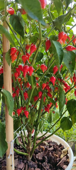 Sementes Pimentas, OFERTA Portes Envio