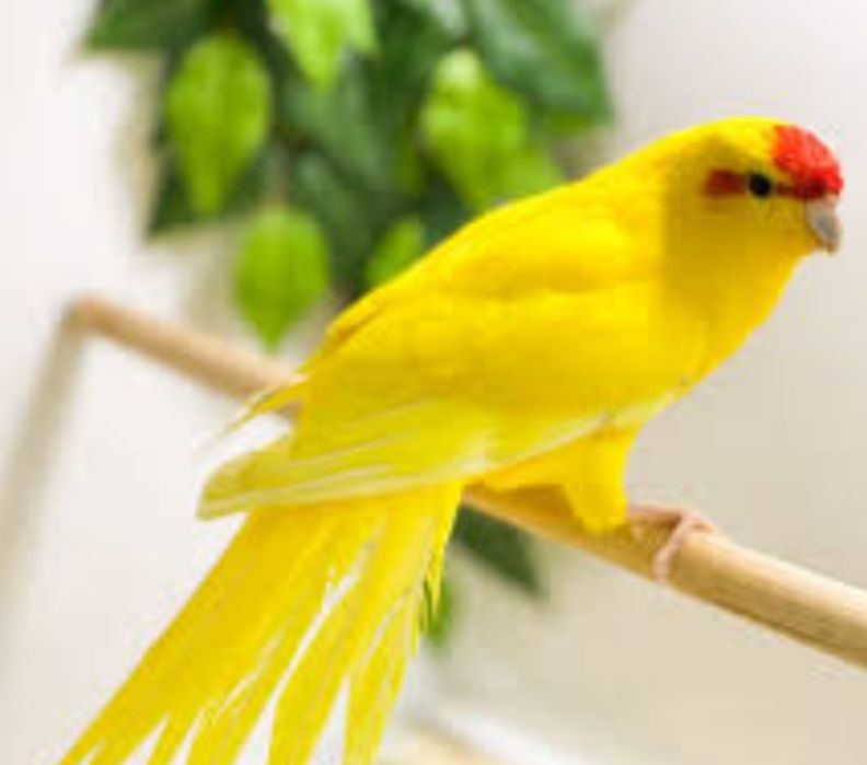 Kakarikis   macho
