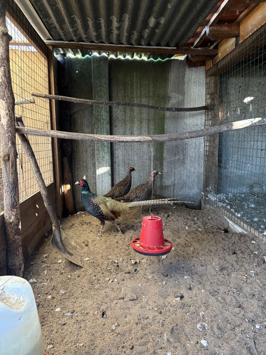 Casal de Faisões Versicolor