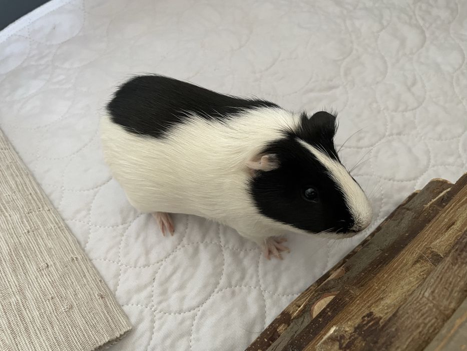 Świnki morskie do adopcji