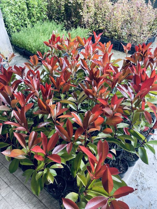 Photinias red robin