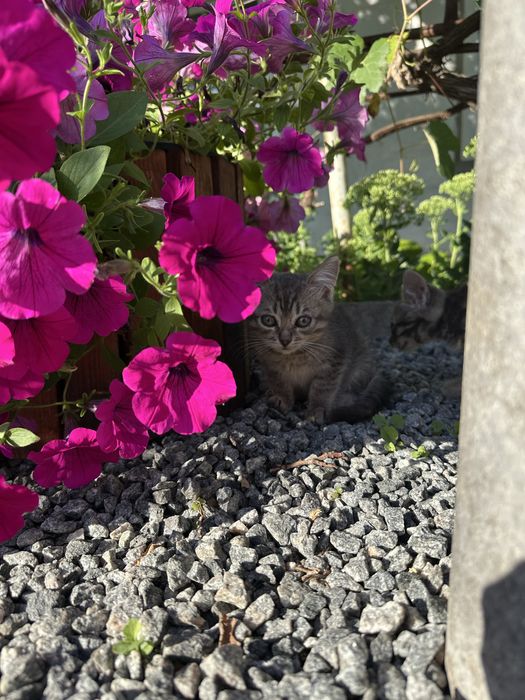 Кошенята коти котята