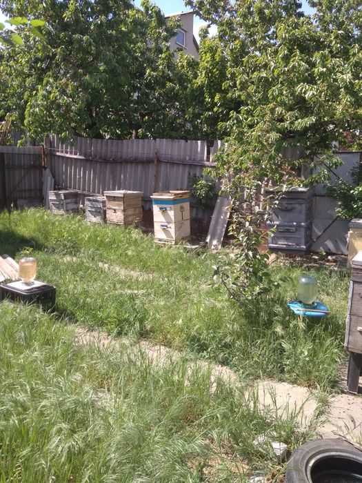 Распродажа пасики