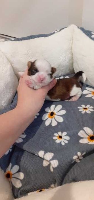 Śliczny piesek shih tzu.